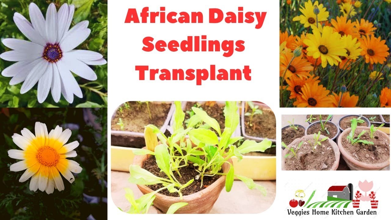 How to transplant African 