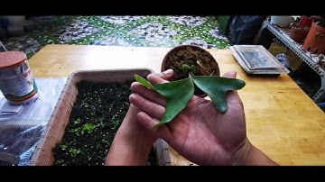 Cách gieo bào tử ổ rồng và cái kết sau 1 năm mấy.grow staghorn from spores