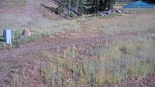 Dodge Ridge Mountain Resort - Waystation Webcam