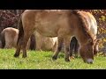 view How The Last of the Przewalski Horses Were Saved digital asset number 1