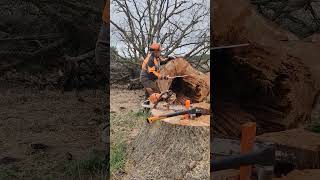 дуб, лес🌳🌳🌳, вальщик леса, бензопила STIHL MS 500 i, опасная работа, рабочие моменты