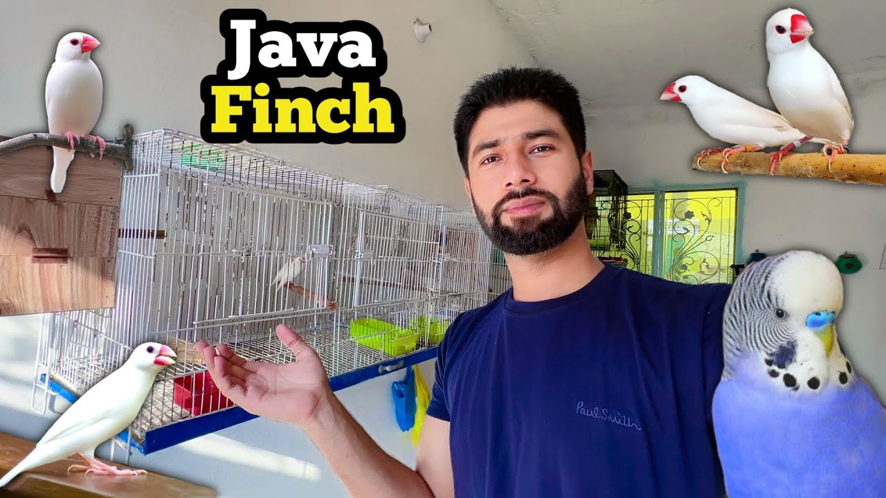 Dimond Java Birds Java finch breeding | diamond dove ny 3 anday dy diye| budgies parrot ...