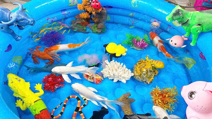 Let's explore what fish and sea creatures there are:sharks,jellyfish#goldfish#animals#viral videos