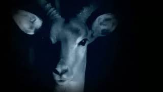 Big Cat Month | Strength. Survival. No Second Chances. | Nat Geo Wild