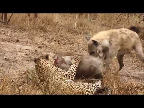 Leopar domuz avlıyor ama sırtlanlar leoparın elinden avını alıyor.