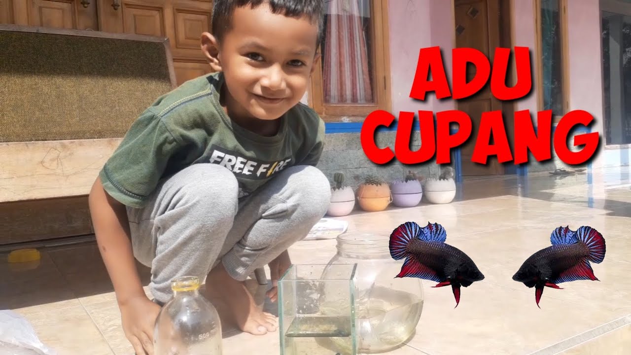 Adu Ikan Cupang YouTube
