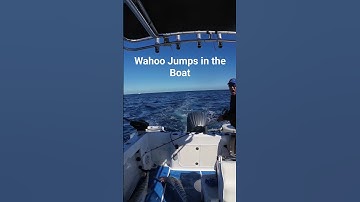 How to Gaff Wahoo #fishing #wahoo#florida#fishingvideo#marathon