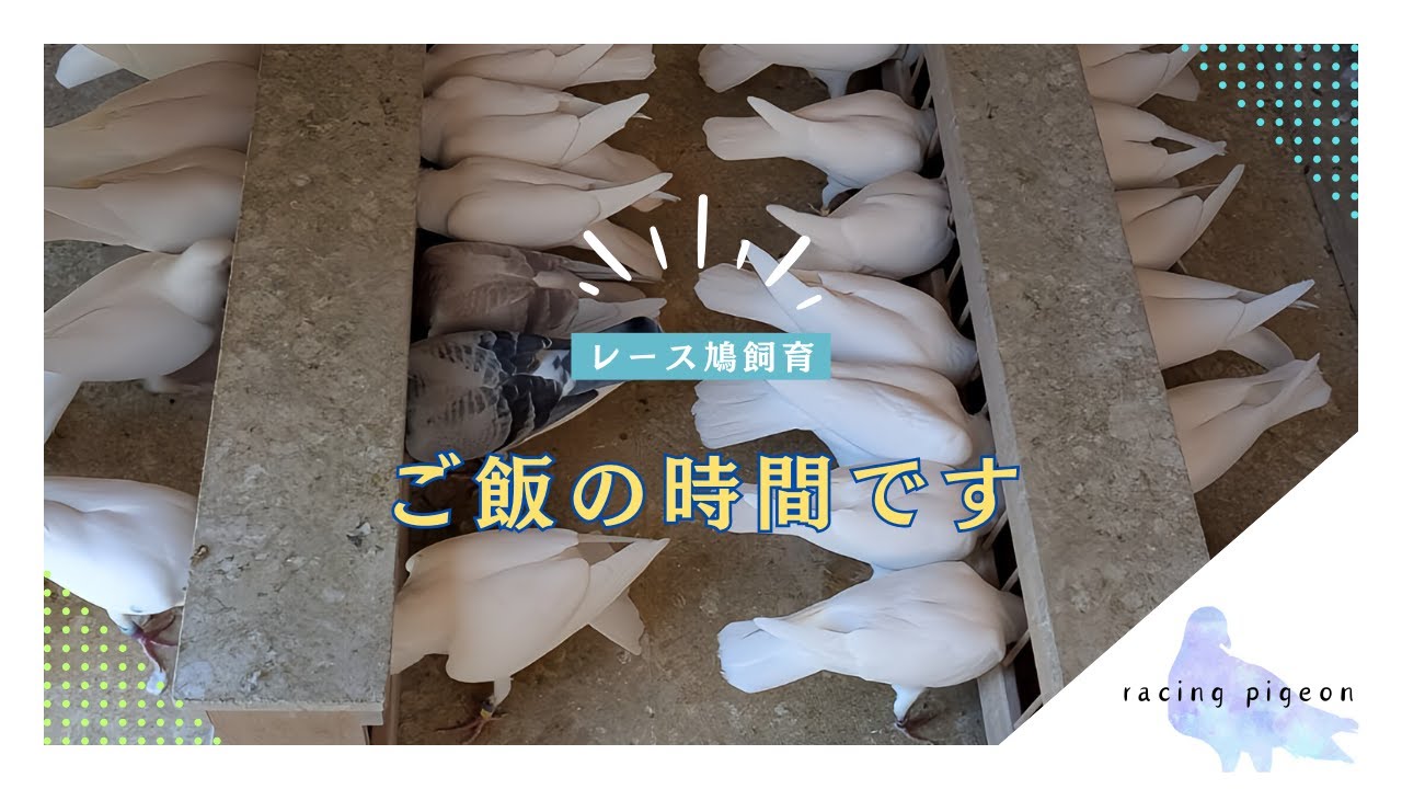 【神風鳩舎♯3】鳩レース鳩舎の日常③白鳩の餌やり