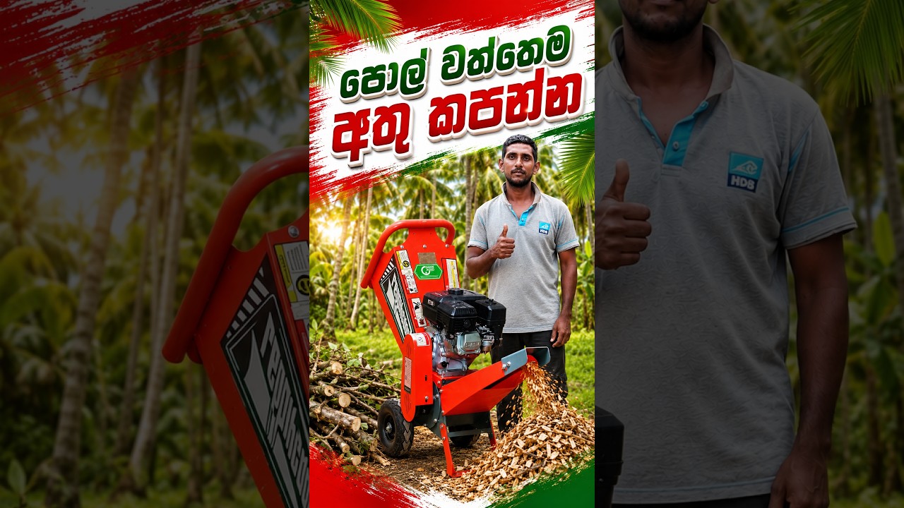 🌴 පොල්වත්තක් කරන ඔබට හොඳම විසඳුම මේකද?