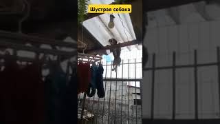 Шустрая собака