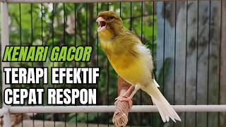 Kicau Kenari Gacor Paling Dicari Dijamin Nyaut ! Pancingan Masteran Kenari Terbaik!!