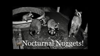 Nocturnal Nuggets Live