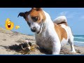 Best Of The Funny Animal Videos Funniest Cat Dog Moments Ever Recorded