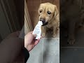 The strange expression of the dog #funny #dog #animals