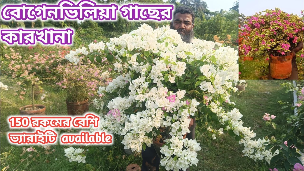 বোগেনভিলিয়া গাছের কারখানা। 20 বছরের পুরনো নার্সারির খোজ।  রেডি big size plant।