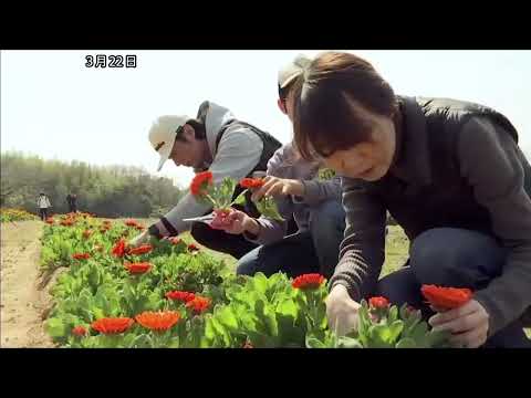 淡路 色鮮やかなカレンデュラの花が見頃 摘み取り体験も