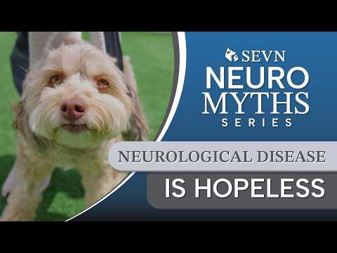 Can Pets with Neurological Disease Have Good Quality of Life?