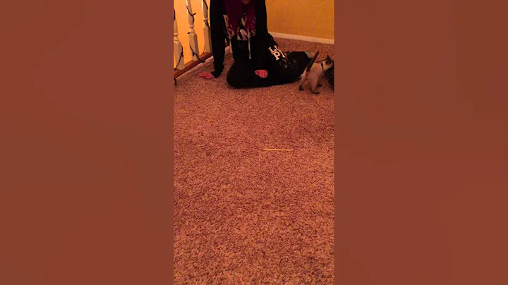 Video 946711: siamese kitten playing, chinchilla kitten, chinchilla point