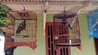 Tuwu lokal vs malaysia hizbi madura