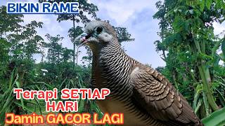 Download Lagu Suara Perkutut Lokal GACOR! Performa Anggun, Cocok Koleksi MP3