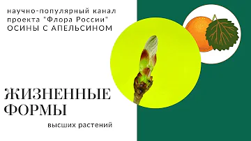 Жизненные формы растений