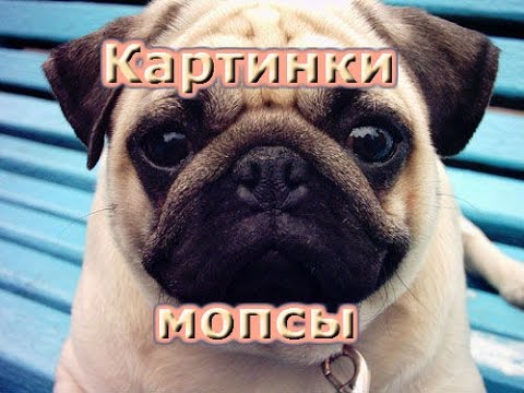 щенки мопс фото цена