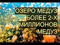 Озеро Медуз - Более 2-х Миллионов Медуз