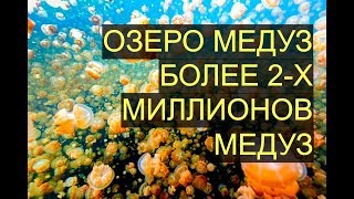 Озеро Медуз - Более 2-х Миллионов Медуз