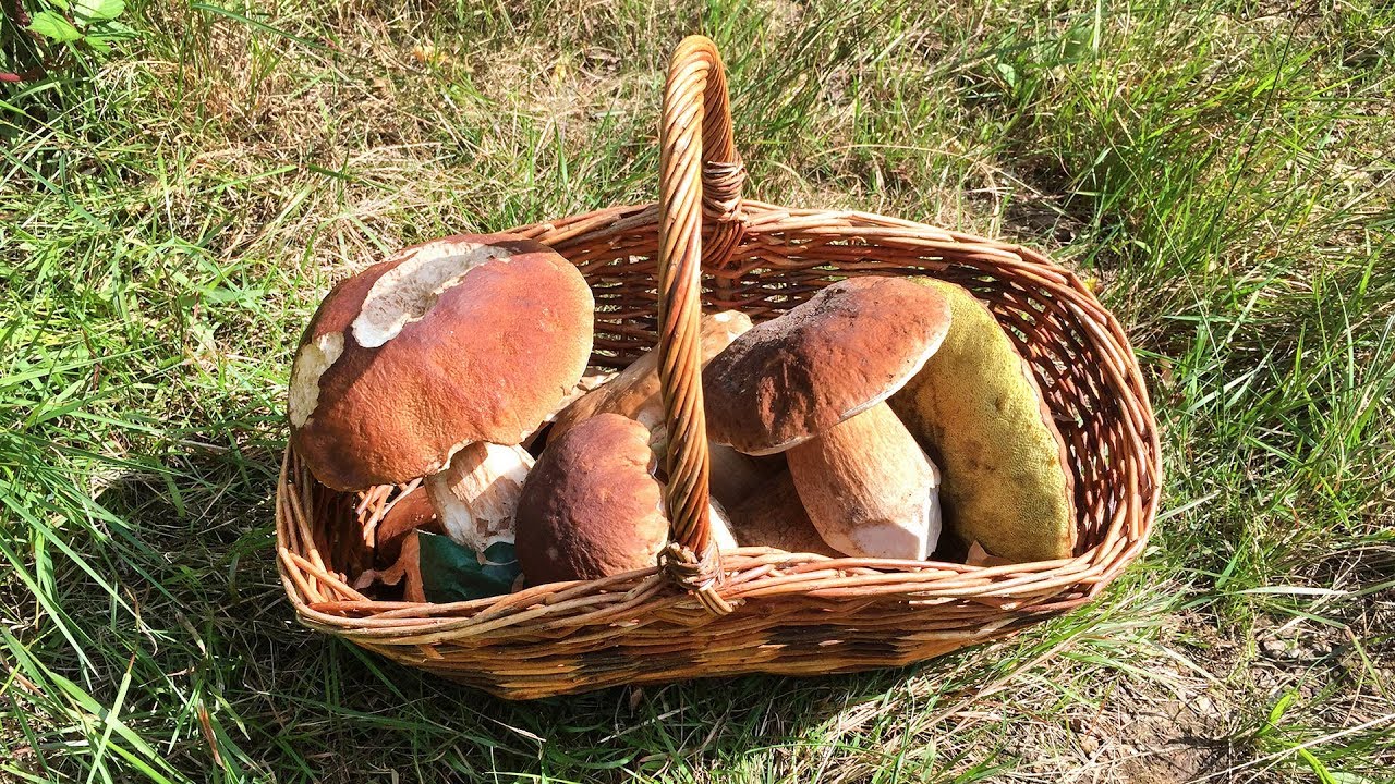 Steinpilze & Pfifferlinge - Pilze sammeln 2017 - YouTube