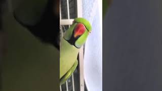 Indian Ringneck Parrot 🦜 playing! (Kiwi)
