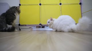3 Level Challenge Cats To Go Through Bottom of Box by Candace House 1,480 views 2 years ago 3 minutes, 46 seconds
