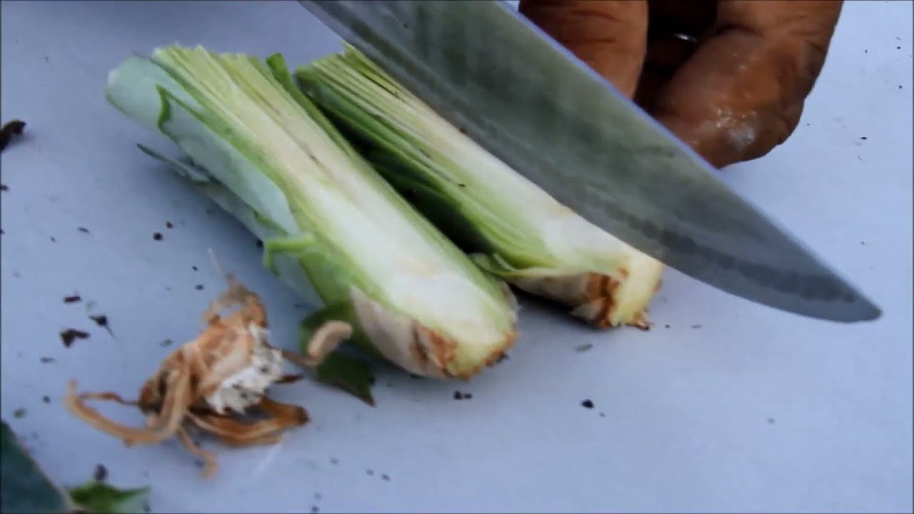 Cara perbanyakkan benih Nanas melalui teknik sukuan.