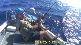 Cape Vidal - Black Tip Shark Dotcom