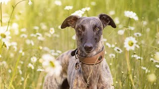 Why Whippets Make the Perfect Loyal Companion!