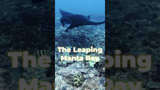 The Leaping Manta Ray at bali  #shorts #MantaRay #OceanLife #NatureIsAmazing #MarineBiology