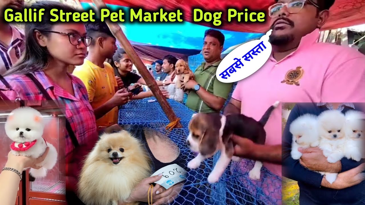 Gallif Street Pet Market Kolkata Recent Dog Price Cheapest price