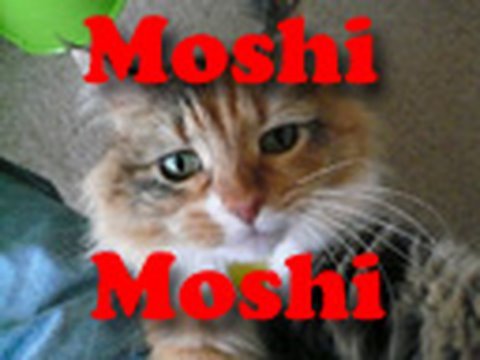 Why Japanese Say Moshi Moshi on the Telephone