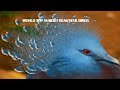World Top 15 Most Beautiful Birds/Nature Beauty/Wildlife Video