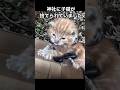 【捨てられていた子猫…😿】人気のない神社にダンボールに入れられて…😿#保護猫#捨て猫 #猫#ねこ #子猫 #猫動画 #猫好きさんと繋がりたい #youtube #shorts