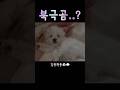 강아지 맞아..?