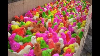 Catch Cute Chickens, Colorful Chickens, Rainbow Chicken, Rabbits, Cute Cats,Ducks,Animals Cute #12