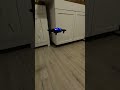 Mini drone HS210T Holy Stone ! #drone#rc #shorts