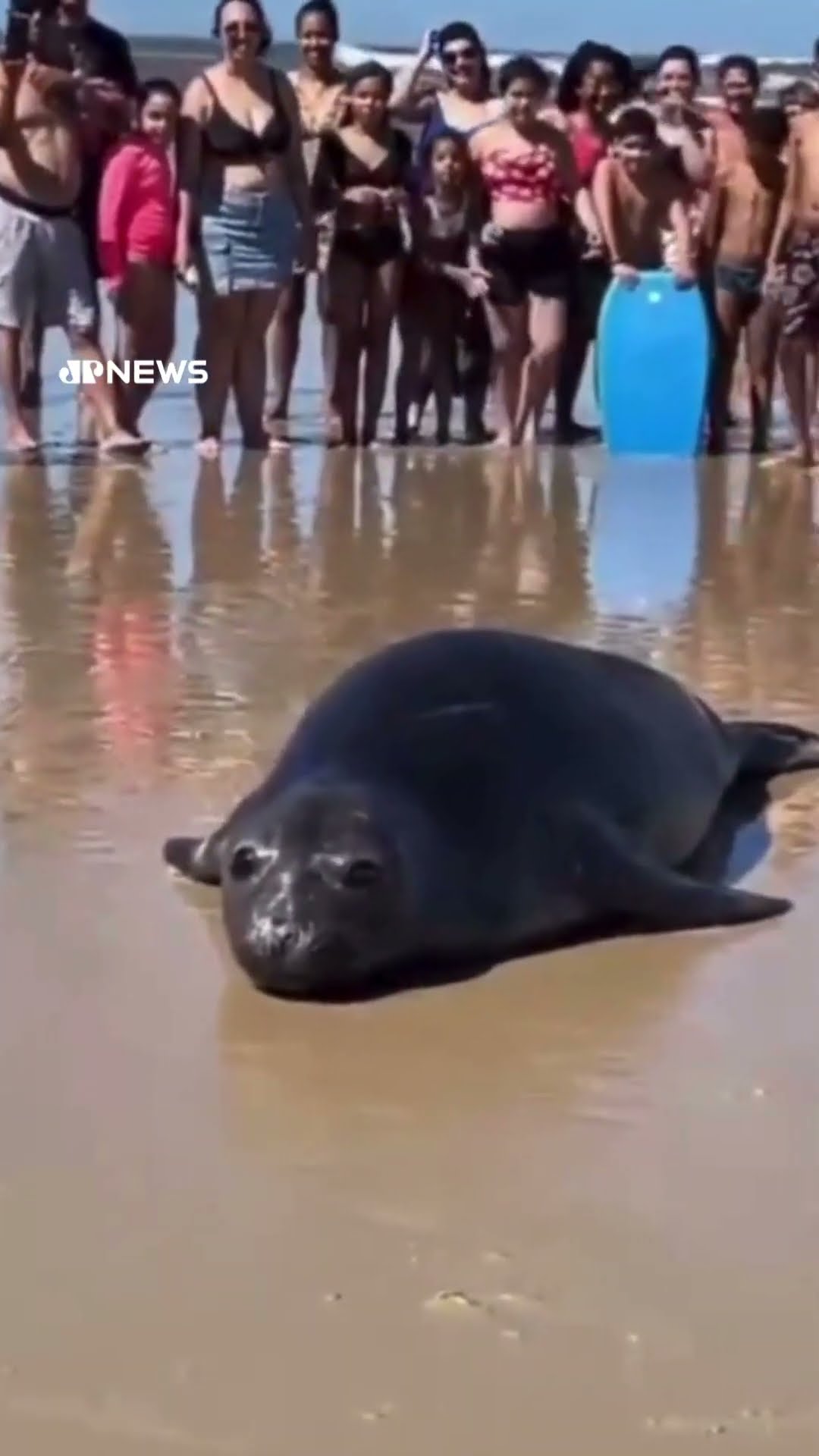 Elefante-marinho surpreende banhistas em praia no RS