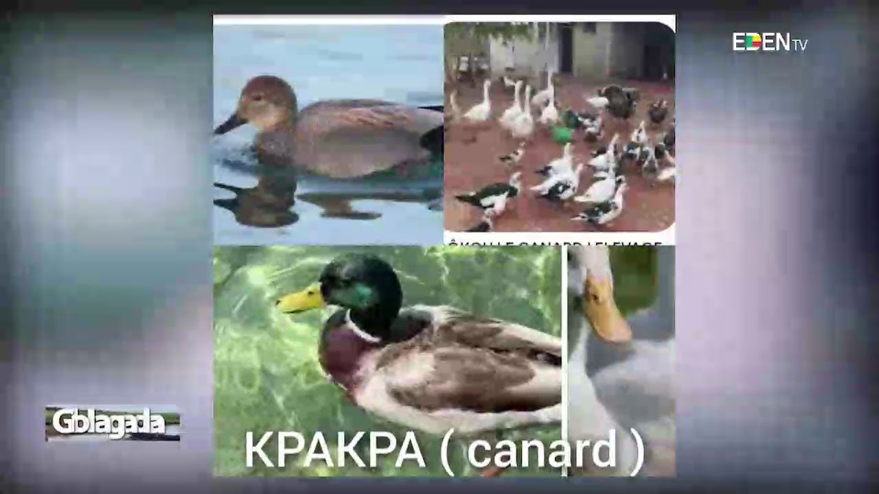 Les vertus de KPAKPA (canard) | Nuyendévo