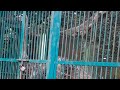 ഒട്ടക പക്ഷി Thrissur Zoo