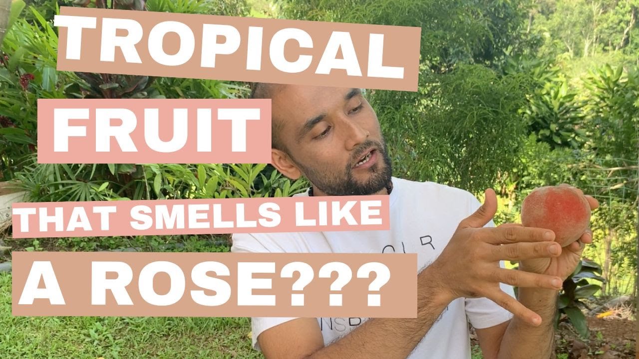 БАРХАТНОЕ ЯБЛОКО - МАБОЛО - ФРУКТЫ С РАЙСКИМ АРОМАТОМ! ДЕГУСТАЦИЯ ТРОПИЧЕСКИХ ФРУКТОВ