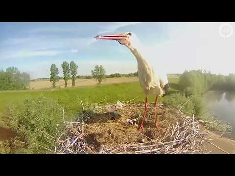 Video: Kunnen ooievaars brood eten?