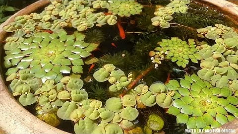 CÂY ẤU THÁI ĐẺ NHÁNH MỚI CÙNG BÈO RỂ ĐỎ RA HOA TRONG LU SÀNH NUÔI CÁ BẢY MÀU VÀ CÁ KIẾM ĐỎ