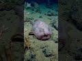 Blobfish दुनिया की सबसे बदसूरत मछली 🐟🤯#facts#dailyfacts