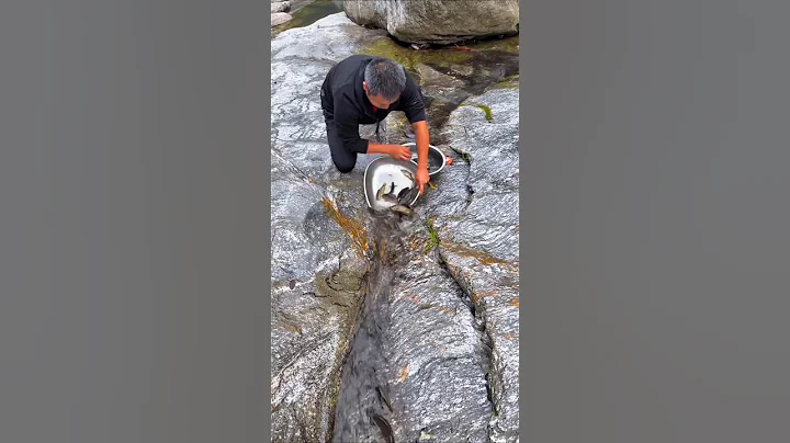 Amazing Process of Fish Catching 🎣 Catch a lot Fish 🐟 fish trap #fishcatching #fishtrap #outdoors